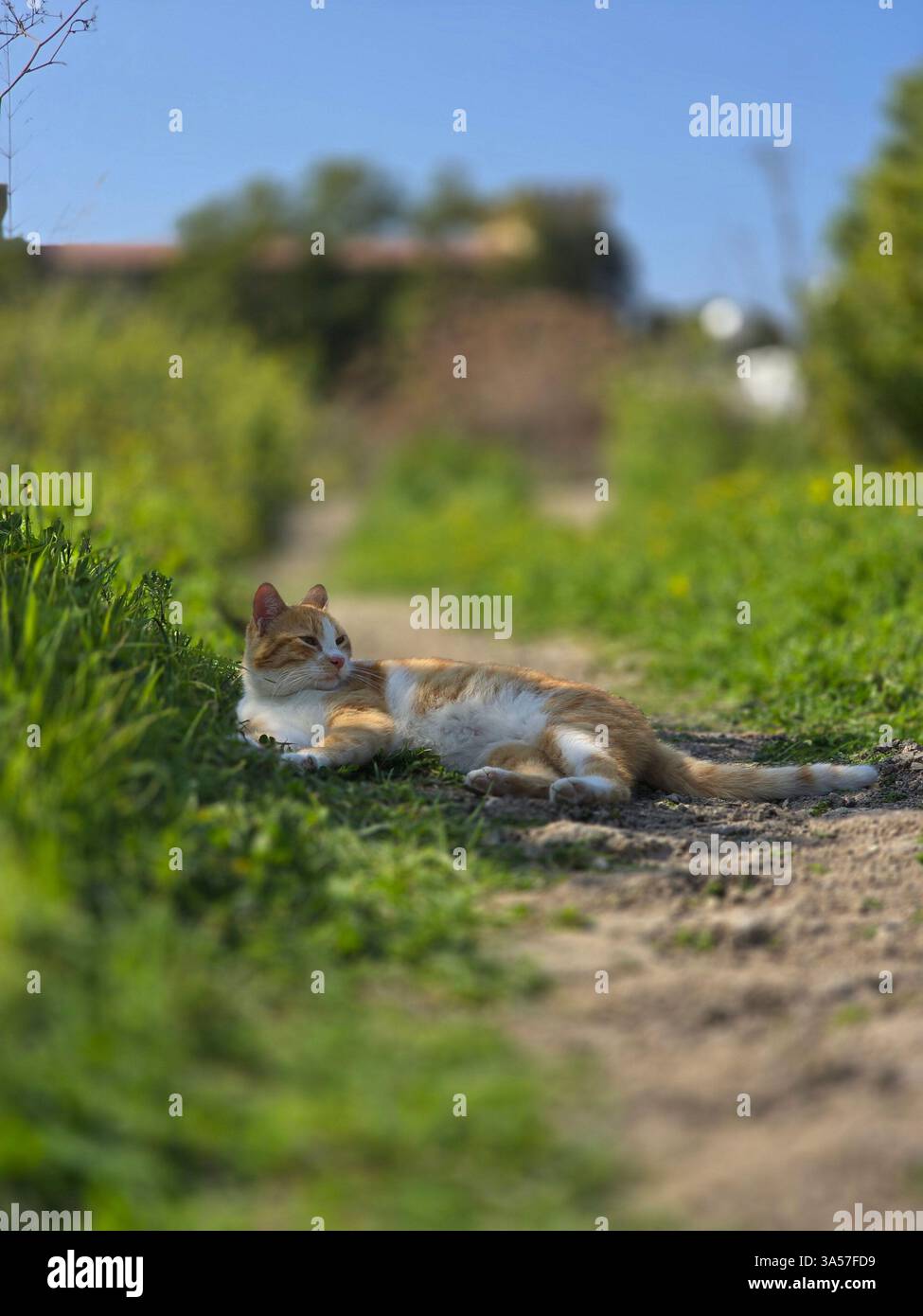 un adorabile gatto arancione nel campo verde relaxıng sotto un'ombra un albero. - Immagine stock catturata con smartphone