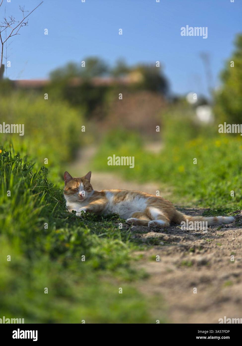 un adorabile gatto arancione nel campo verde relaxıng sotto un'ombra un albero. - Immagine stock catturata con smartphone