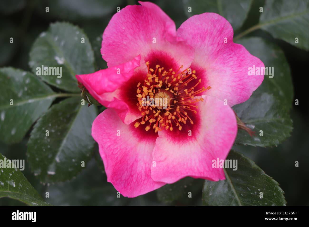Una rosa selvatica chiamata Pace e amore coltivata nel famoso Jardin des Plantes, Parigi Foto Stock