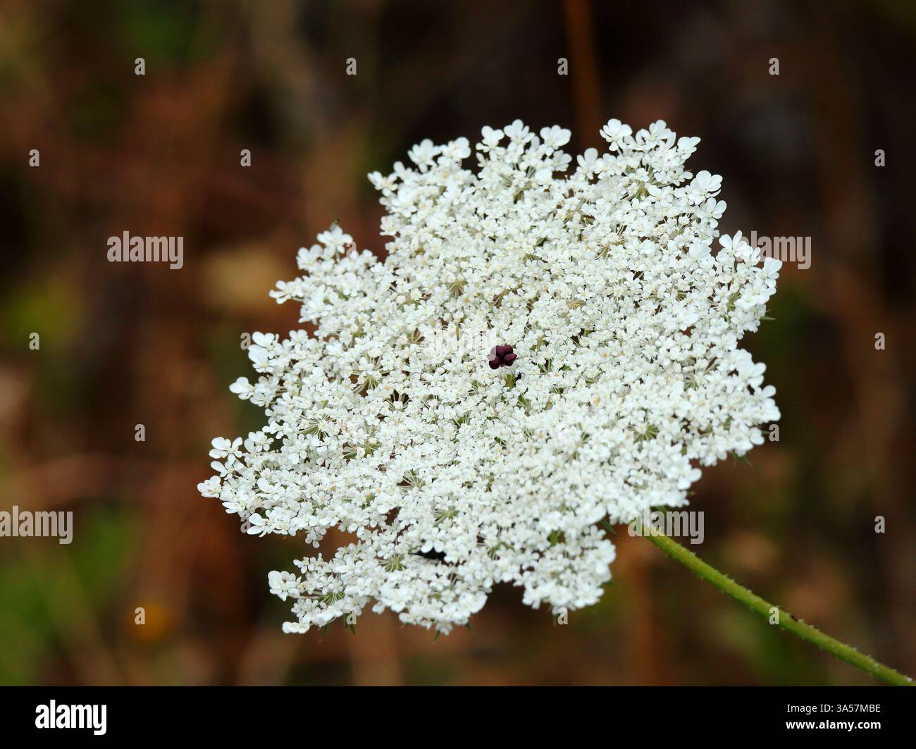 Daucus carota - carota selvatica, carota selvatica europea, nido d'uccello, pizzo vescovile, pianta di stuzzicadenti o pizzo della regina Anna. Piena fioritura. Messa a fuoco selettiva. Foto Stock