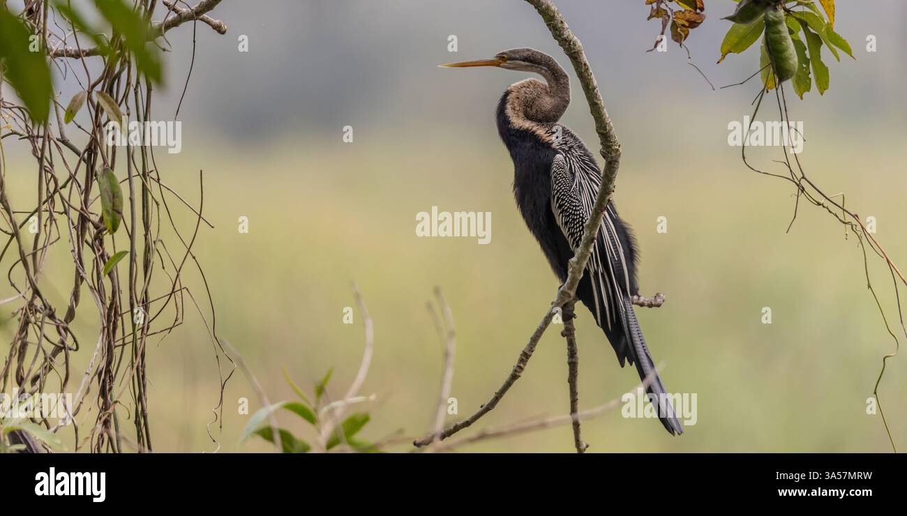 Anhinga, Snakebird, Oriental Darter Foto Stock