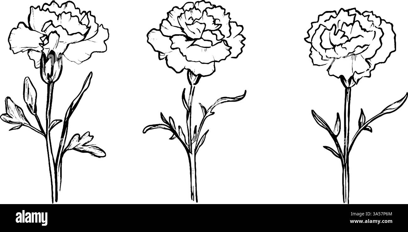 Tre illustrazioni disegnate a mano di fiori di garofano, che mostrano diverse fasi di fioritura. Ogni fiore è raffigurato con petali e foglie dettagliate Illustrazione Vettoriale