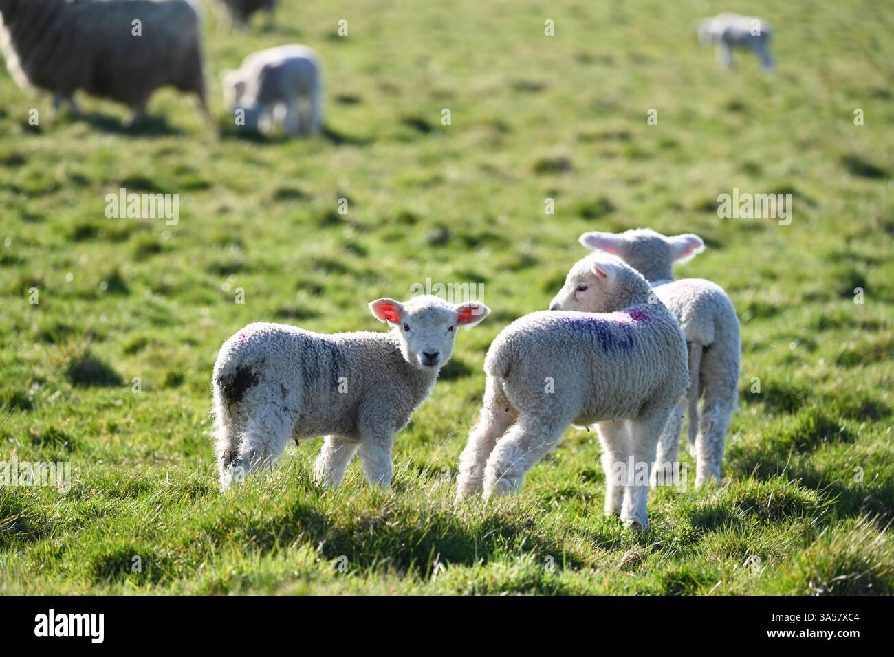 belle foto di agnello primaverile Foto Stock