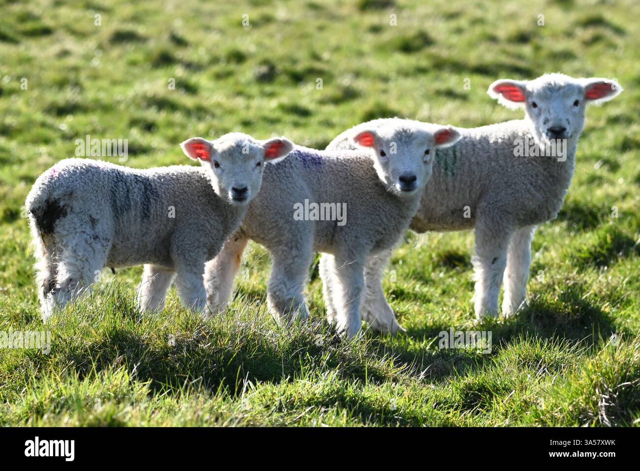 tre bellissimi e carini agnelli primaverili Foto Stock