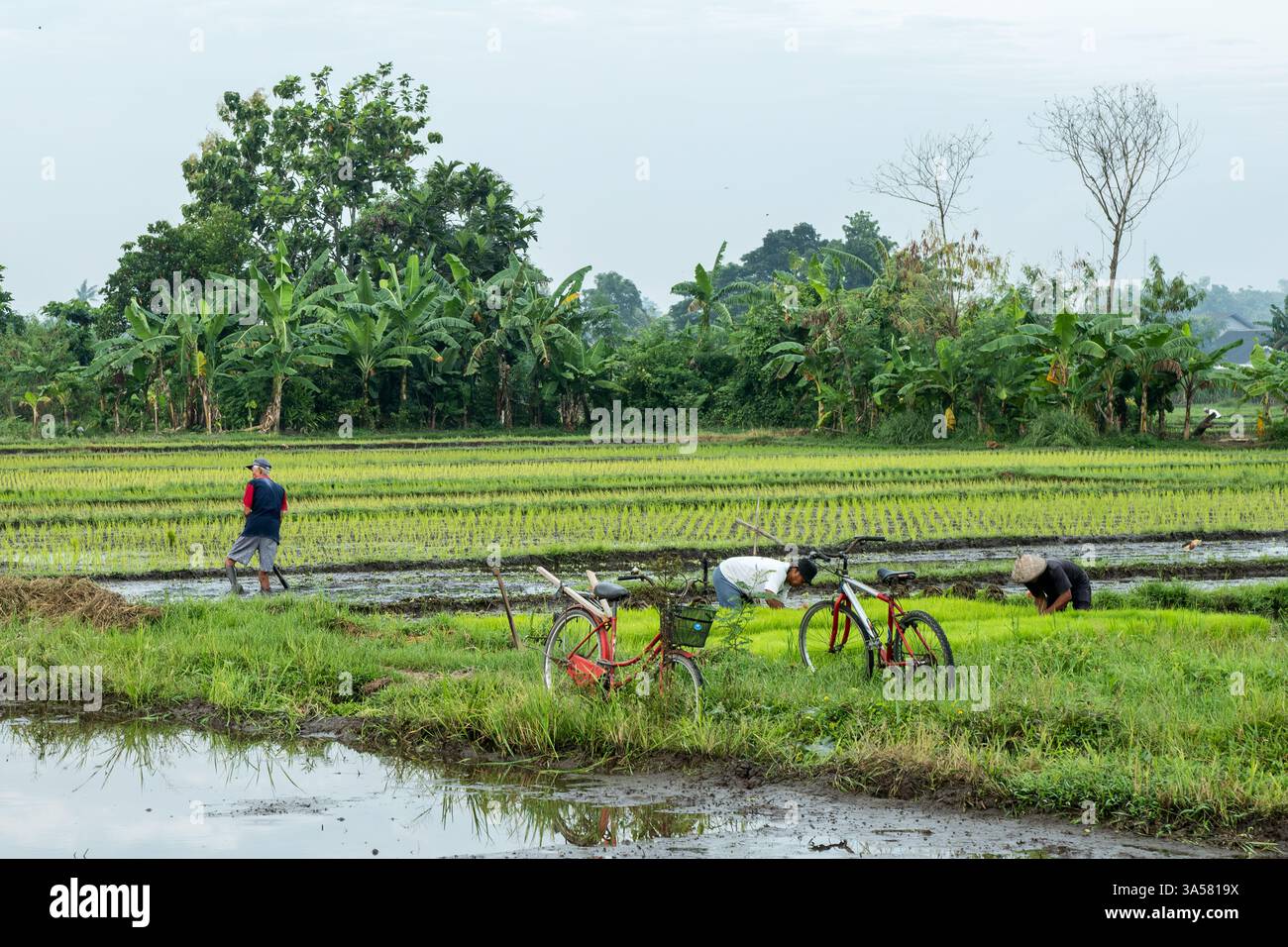 Agricoltori giavanesi che coltivano risaie nell'indonesia rurale Foto Stock