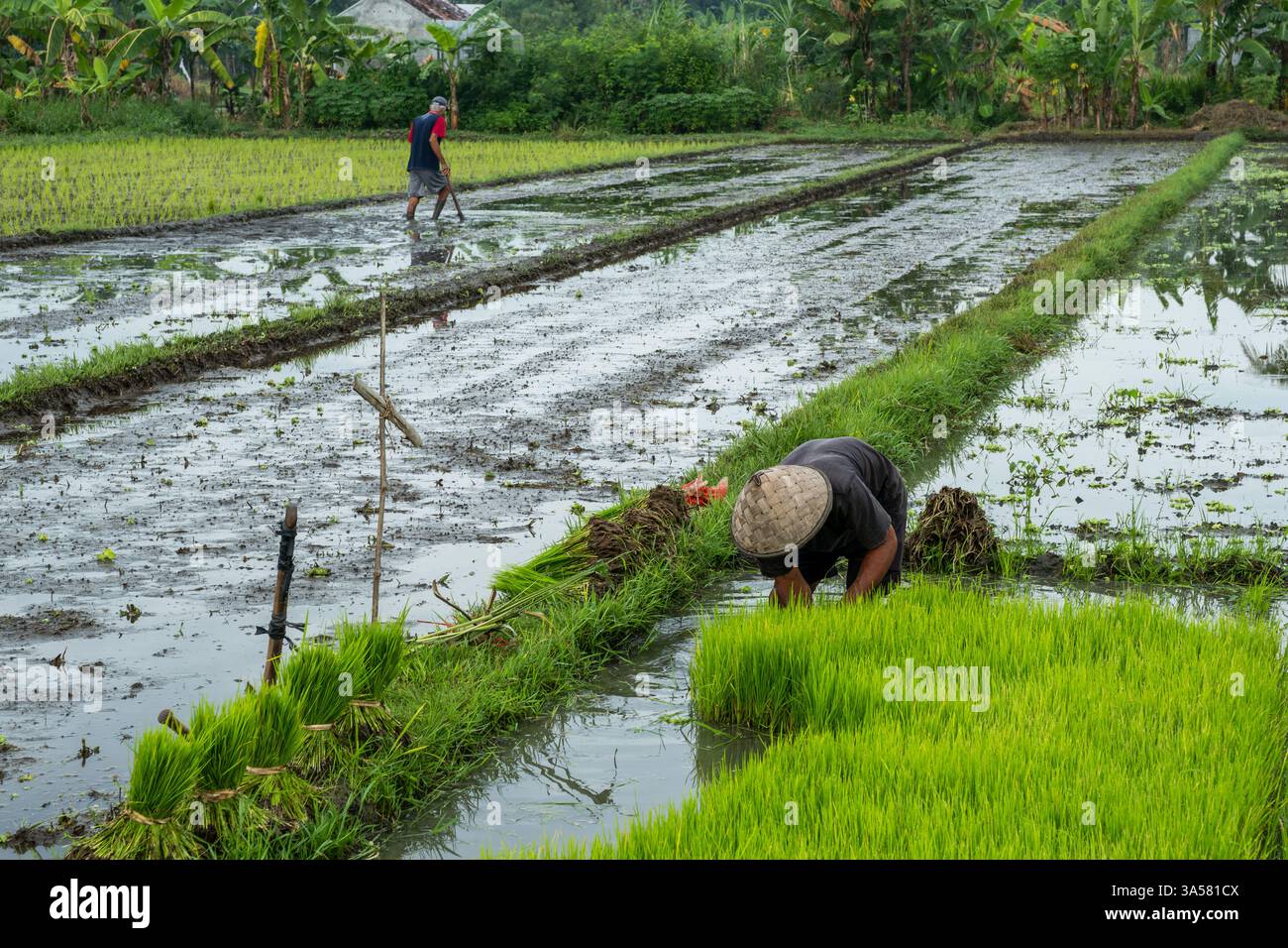 Agricoltori giavanesi che coltivano risaie in indonesia Foto Stock