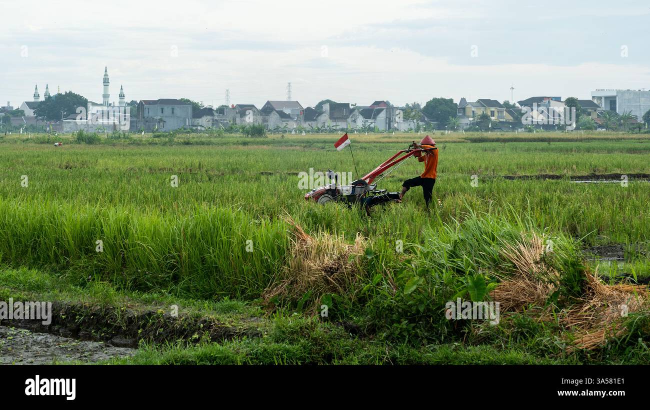 Contadino giavanese che ara risaie con trattore a due ruote Foto Stock