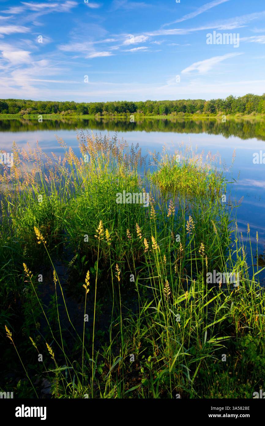 Francia, Indre (36), la Brenne, Rosnay, le Bouchet, lago Etang de la mer rouge Foto Stock