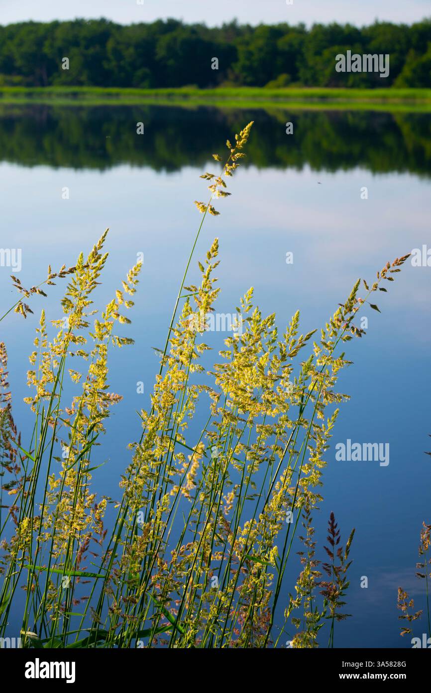 Francia, Indre (36), la Brenne, Rosnay, le Bouchet, lago Etang de la mer rouge Foto Stock