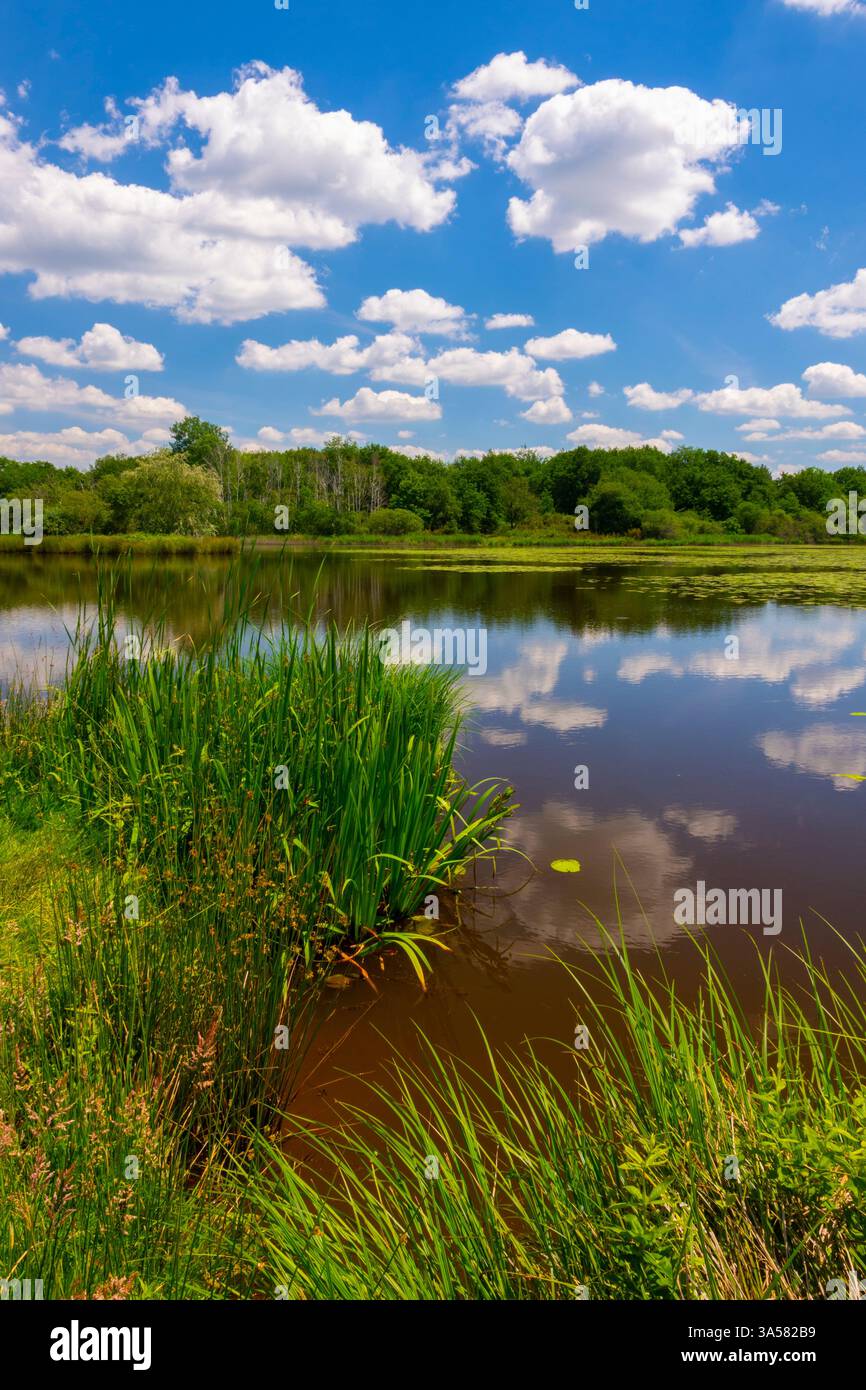 Francia, Indre (36), la Brenne, Rosnay, le Bouchet, lago Etang de la Mouton Foto Stock
