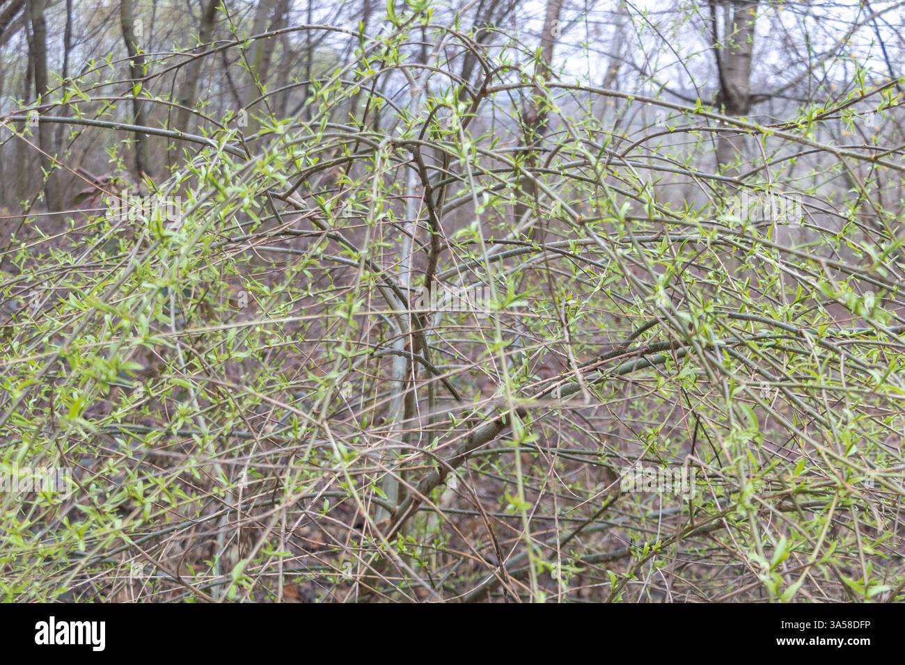 Un primo piano di giovani rami di salice con gemme verdi all'inizio della primavera, che crescono sul bordo di una radura aperta della foresta. Foto Stock
