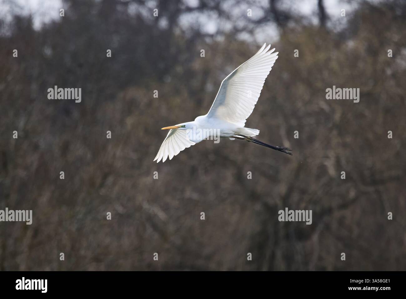 Un grande Egret bianco (Ardea alba) in volo, retroilluminato su sfondo scuro. Foto Stock