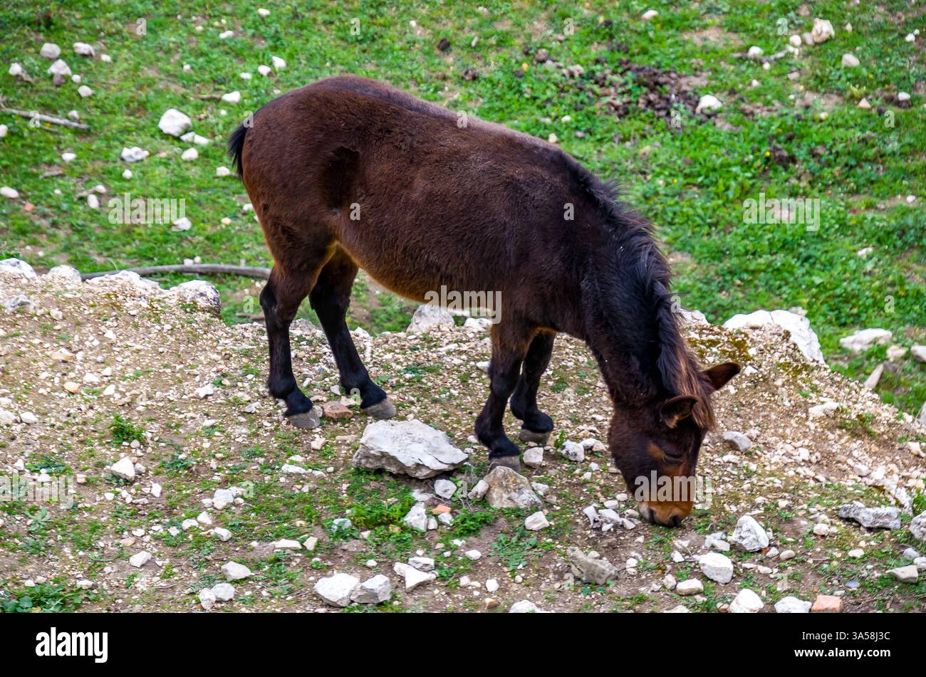 Equus asinus x Equus caballus, un mulo è la progenie di un asino maschio (jack) e di un cavallo femmina (mare) Foto Stock
