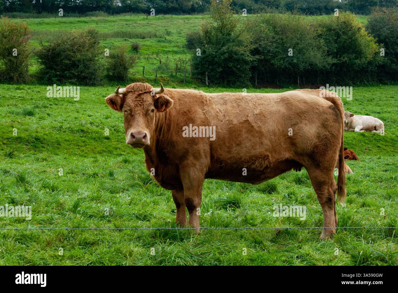 Vacca da pascolo libera (Bos taurus) in un campo. Fotografato nelle Ardenne, Belgio. Foto Stock