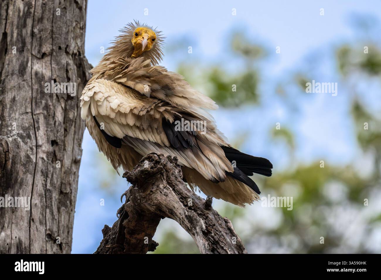 Avvoltoio egizio (Neophron percnopterus) arroccato su un ramo. Questo avvoltoio del Vecchio mondo è ampiamente distribuito dall'Europa sudoccidentale e dall'Africa settentrionale all'India. Fotografato nel Parco Nazionale di Bandhavgarh, Madhya Pradesh, India, a maggio, Foto Stock