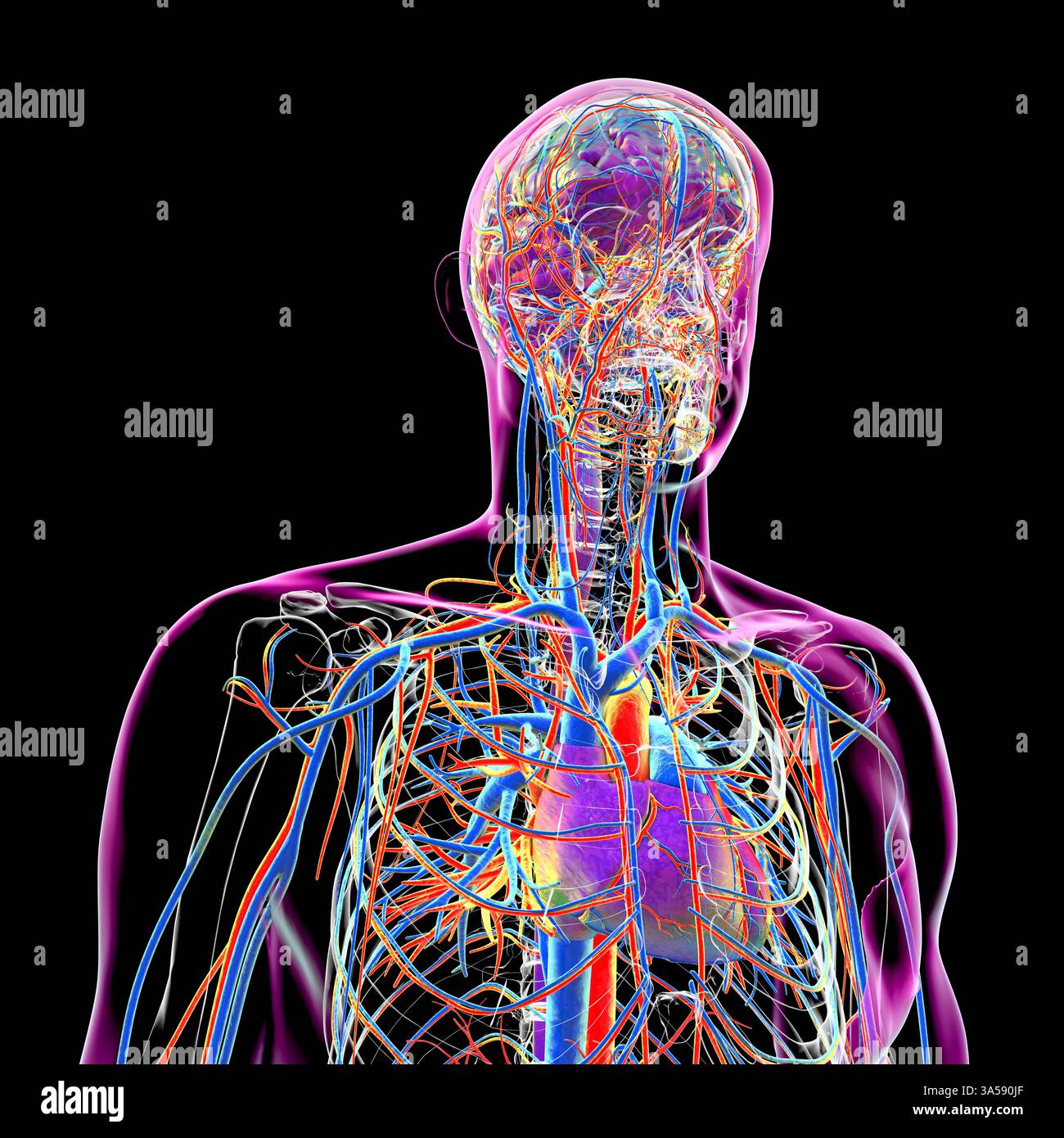 Illustrazione del sistema vascolare del corpo umano che mostra le arterie (arancione) e le vene (blu). Foto Stock