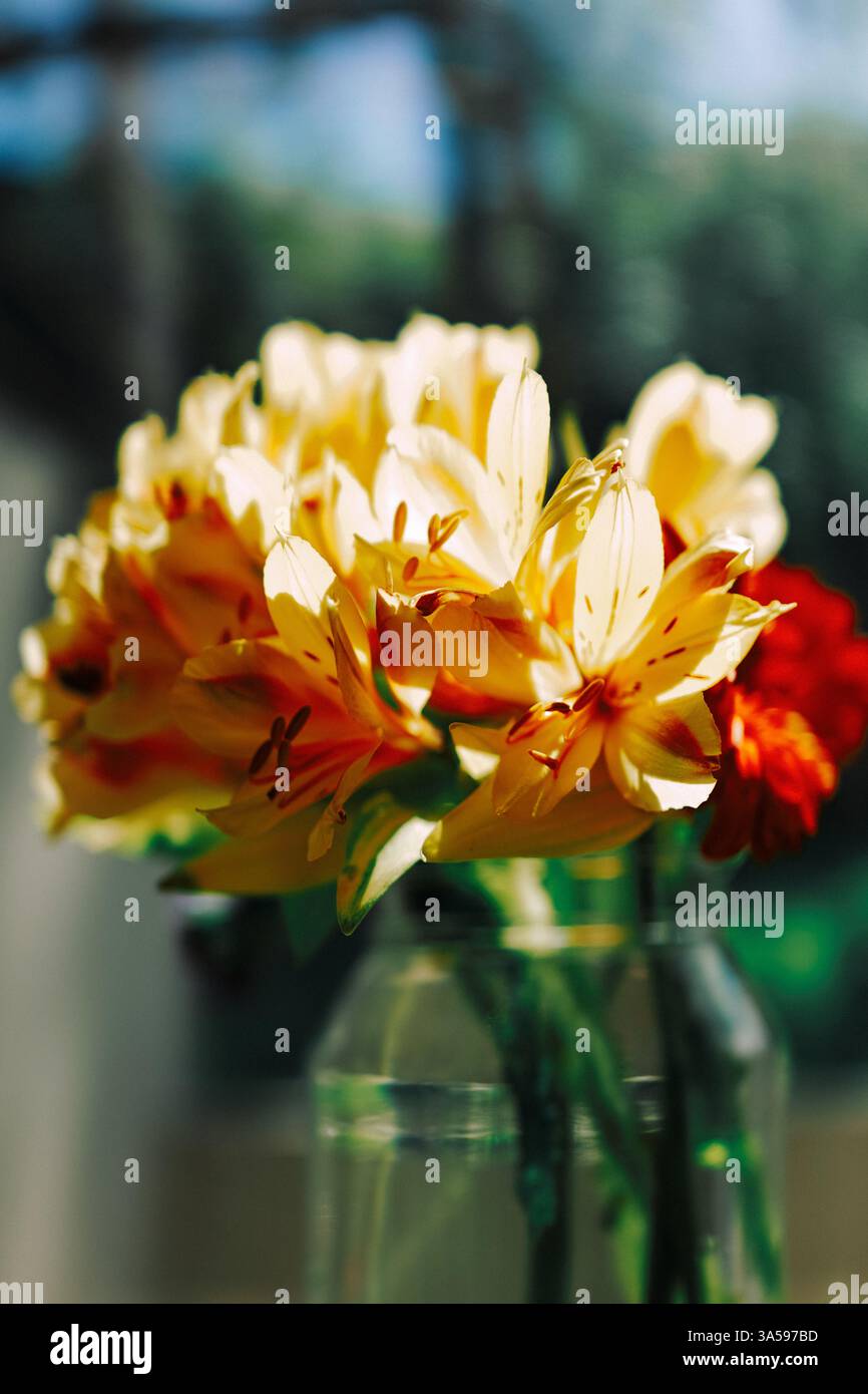 Gigli dorati e gerbali cremisi brillano in un vaso di vetro, incorniciati da bokeh da sogno e da lussureggianti sussurri di smeraldo. 🌸📸 Foto Stock
