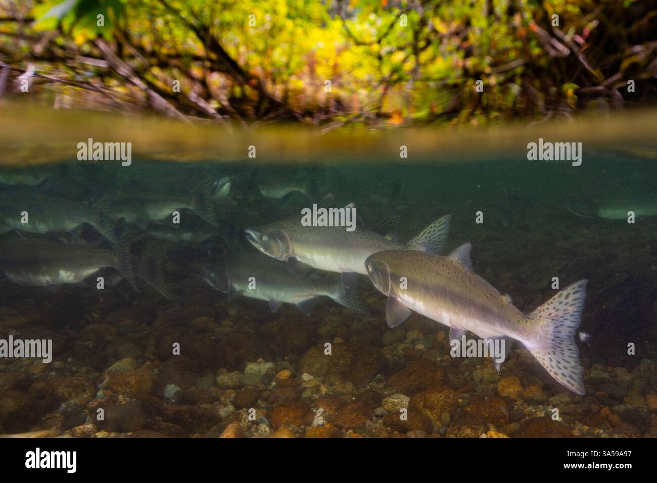 Salmone rosa in un piccolo ruscello nella Columbia Britannica, Canada. Foto Stock