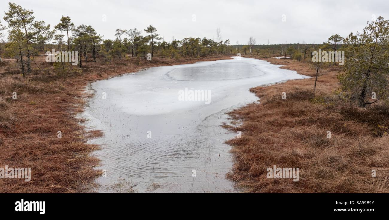 un paesaggio paludoso con una piccola area coperta d'acqua circondata da erba secca e conifere. Foto Stock