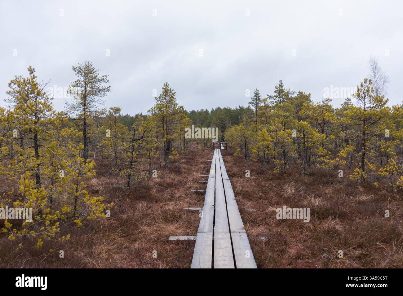 Una passerella di legno che conduce attraverso un'area paludosa con conifere. Foto Stock