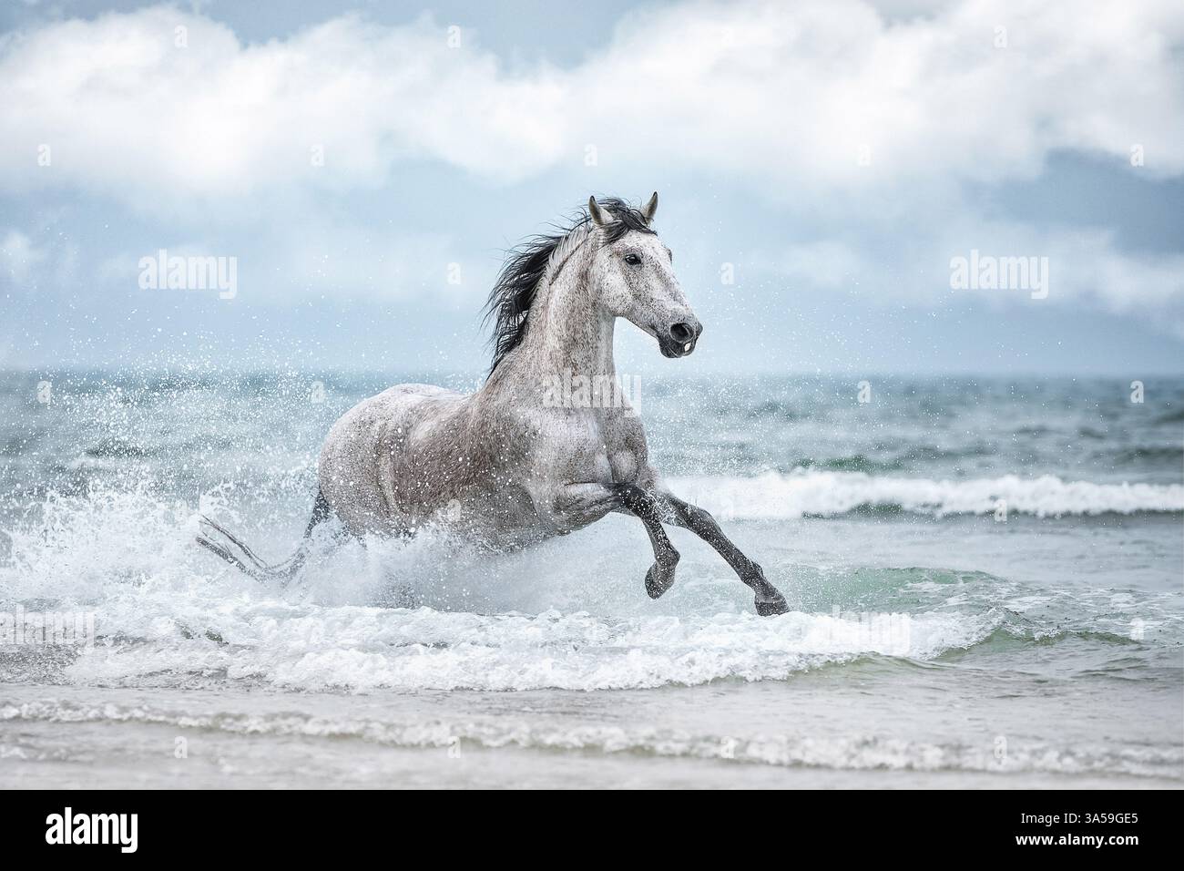 Pura Raza Española Foto Stock