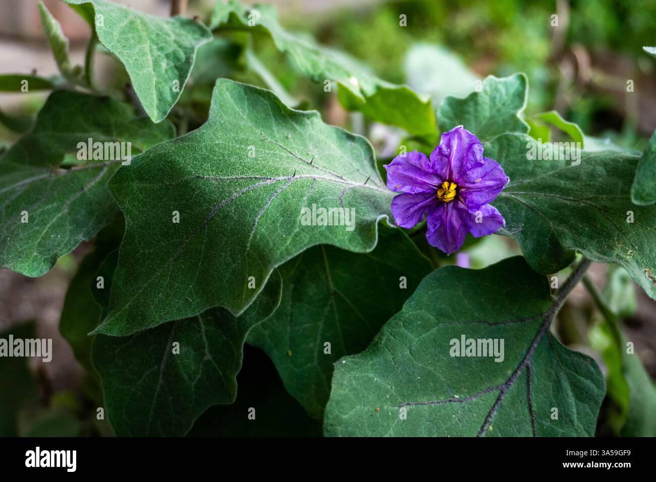 Baccelli di Brinjal o melanzana (Solanum melongena) con fiori viola in un giardino biologico, Uttarakhand, India. Foto Stock