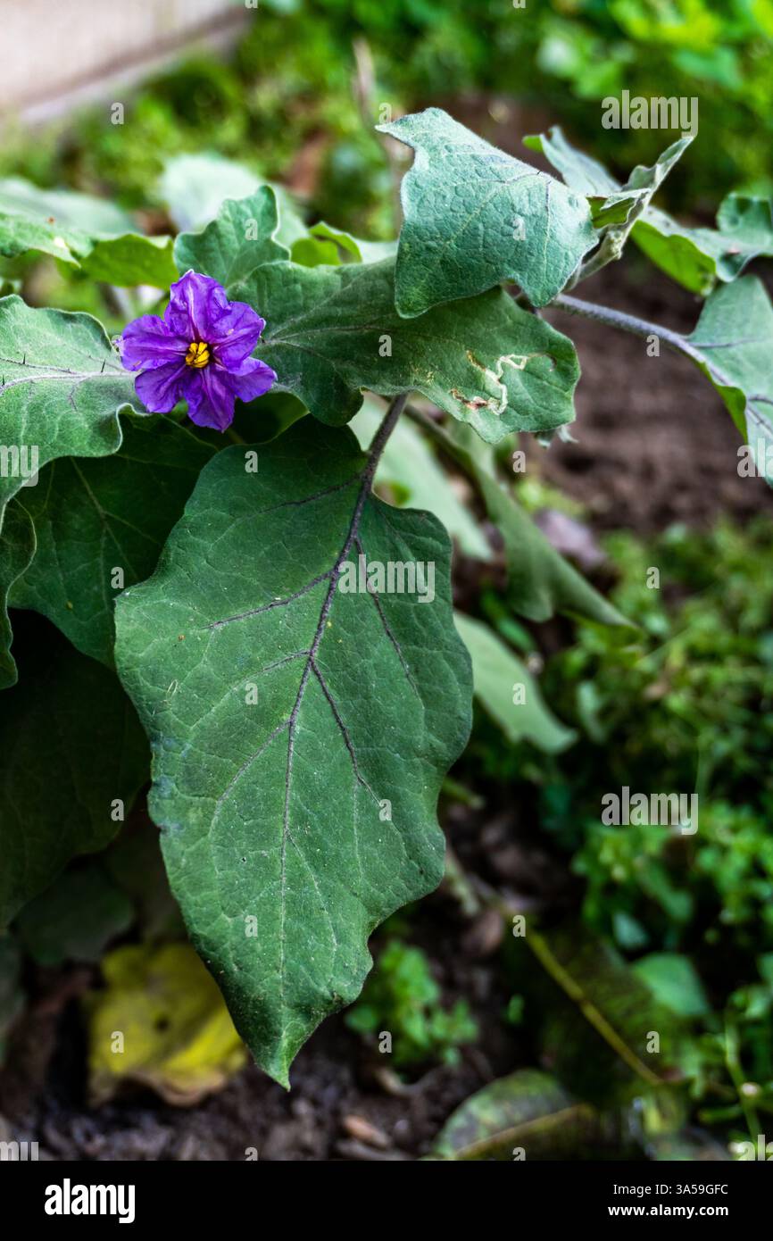 Baccelli di Brinjal o melanzana (Solanum melongena) con fiori viola in un giardino biologico, Uttarakhand, India. Foto Stock