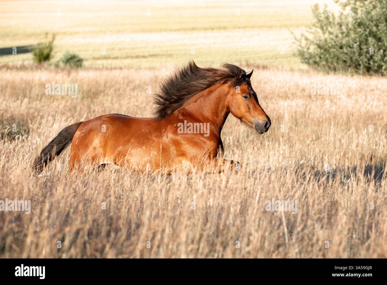 Cavallo islandese Foto Stock