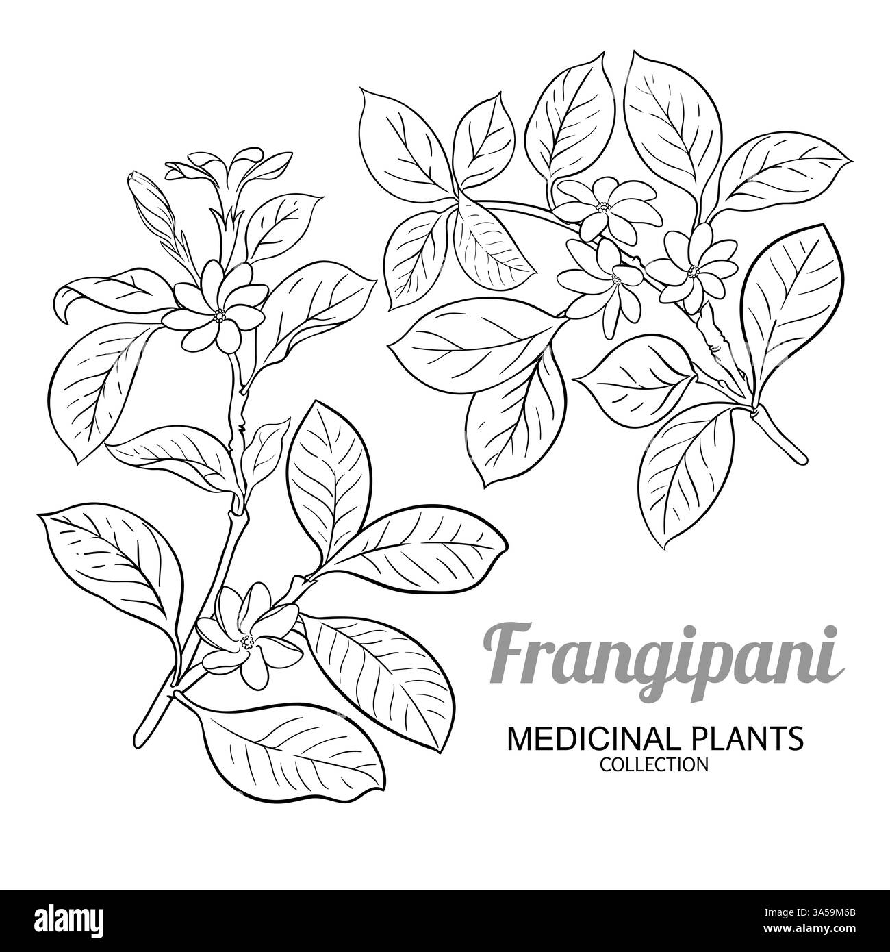 Illustrazione del vettoriale della diramazione frangipani. Illustrazione Vettoriale