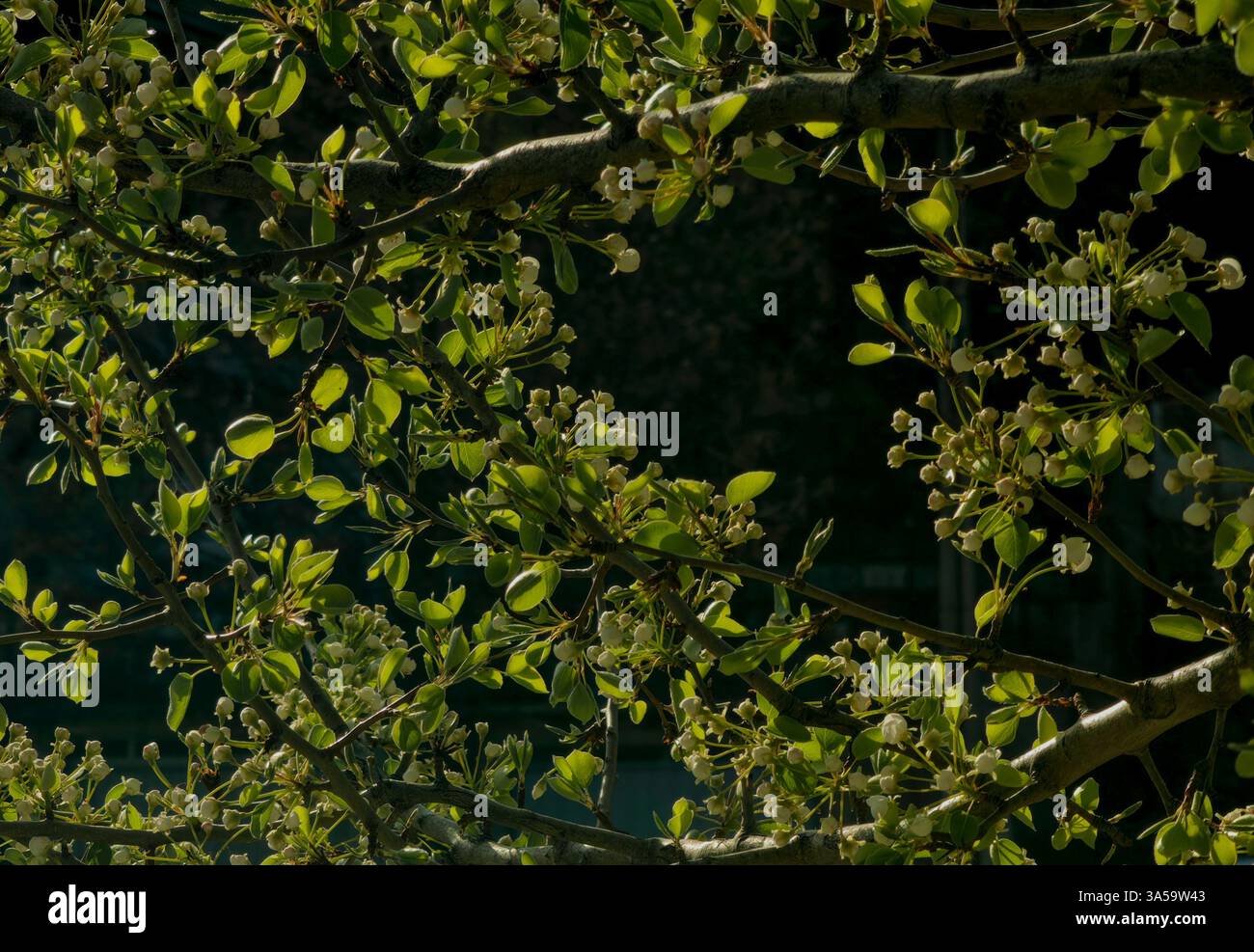 Incorniciato dalla natura – foglie verdi e spazio vuoto Foto Stock