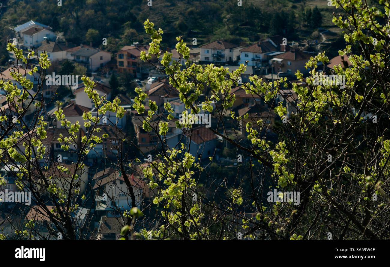 Risveglio primaverile: Foglie verdi illuminate dal sole e case sfocate Foto Stock