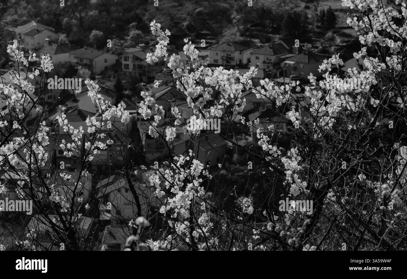 Risveglio primaverile: Foglie verdi illuminate dal sole e case sfocate. Molla monocromatica. Foto Stock