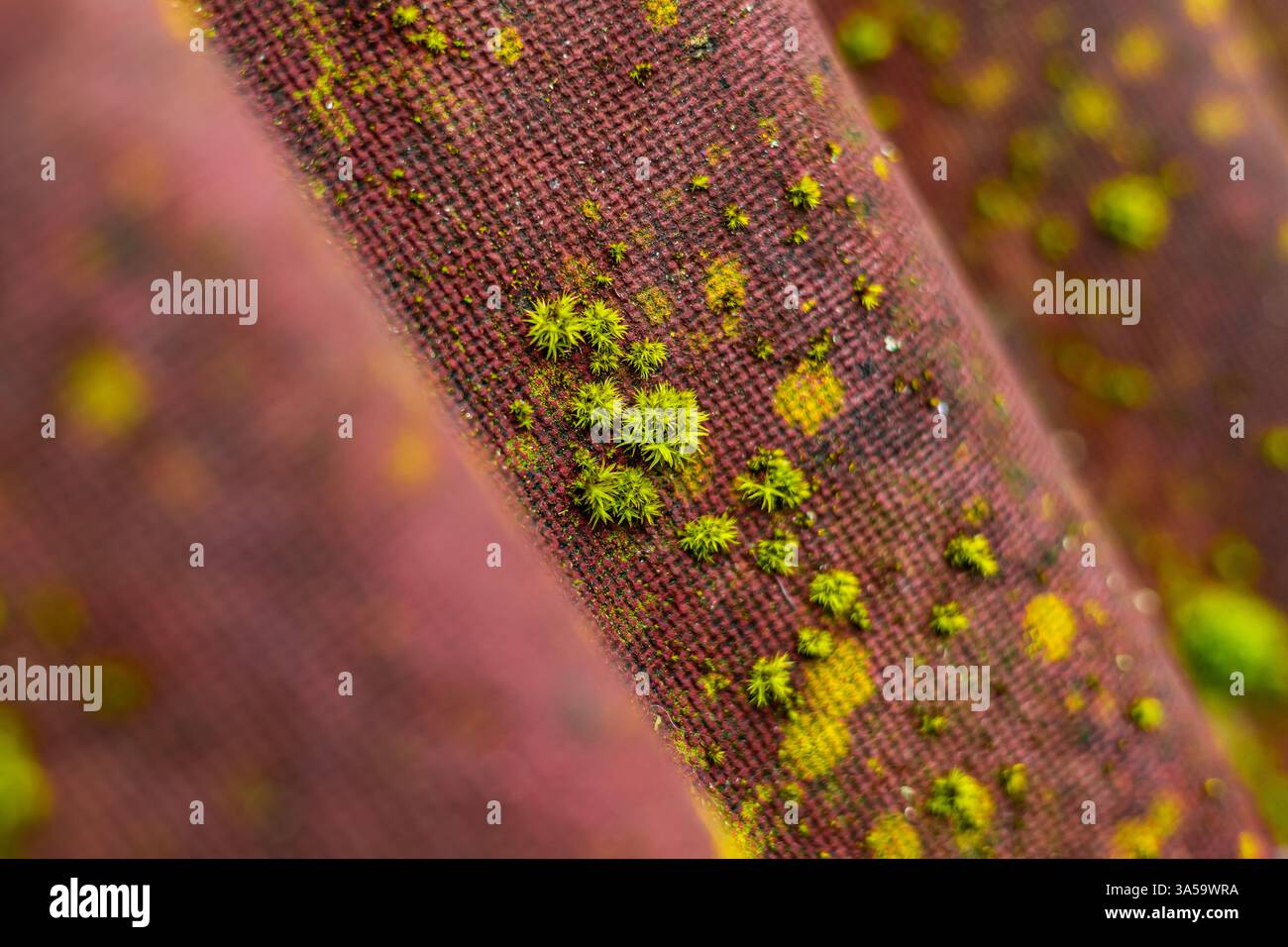 Le foto di un'antica fattoria polacca in campagna presentano antichi oggetti storici e il modo in cui la gente viveva ai vecchi tempi Foto Stock