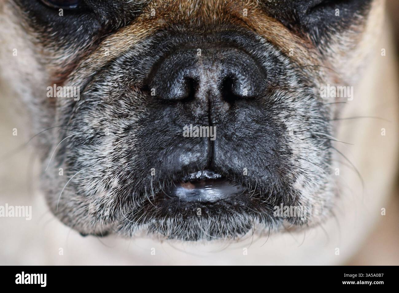 Primo piano di muso brachicefalico con pelliccia grigia di Bulldog francese Foto Stock