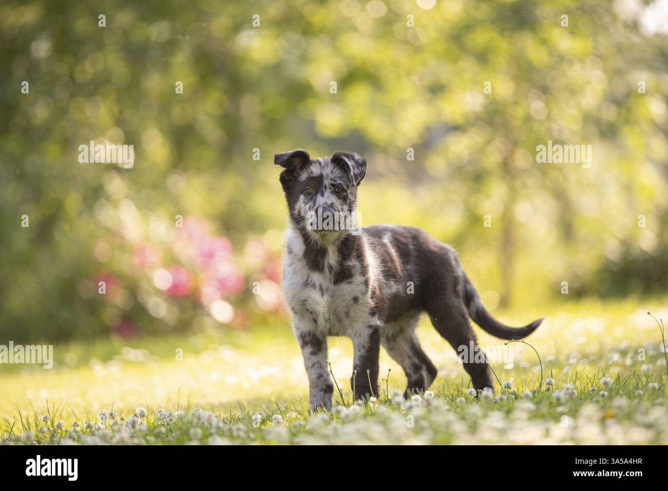 Vecchio pastore tedesco Puppy Foto Stock