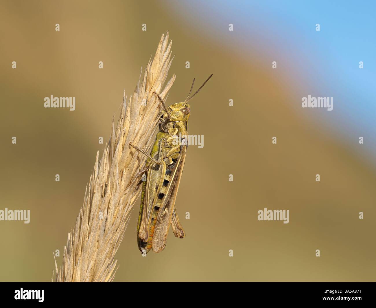 Field Grasshopper, Chorthippus brunneus, adulti sulle erbe costiere del Norfolk agosto Foto Stock
