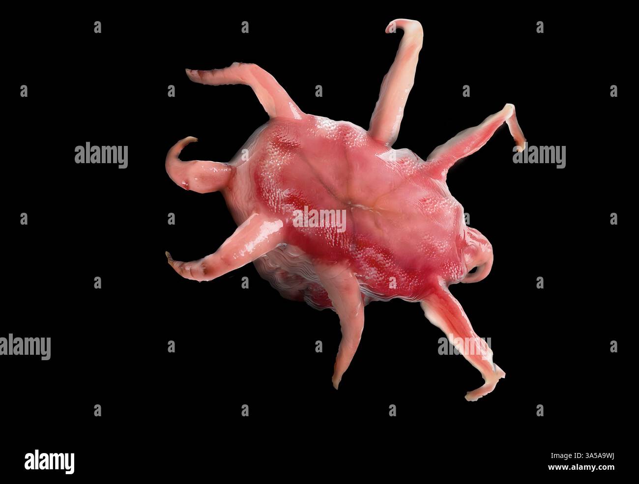 Larva di medusa, le uova si sviluppano in larve di planula, vista microscopica isolata su sfondo nero Foto Stock