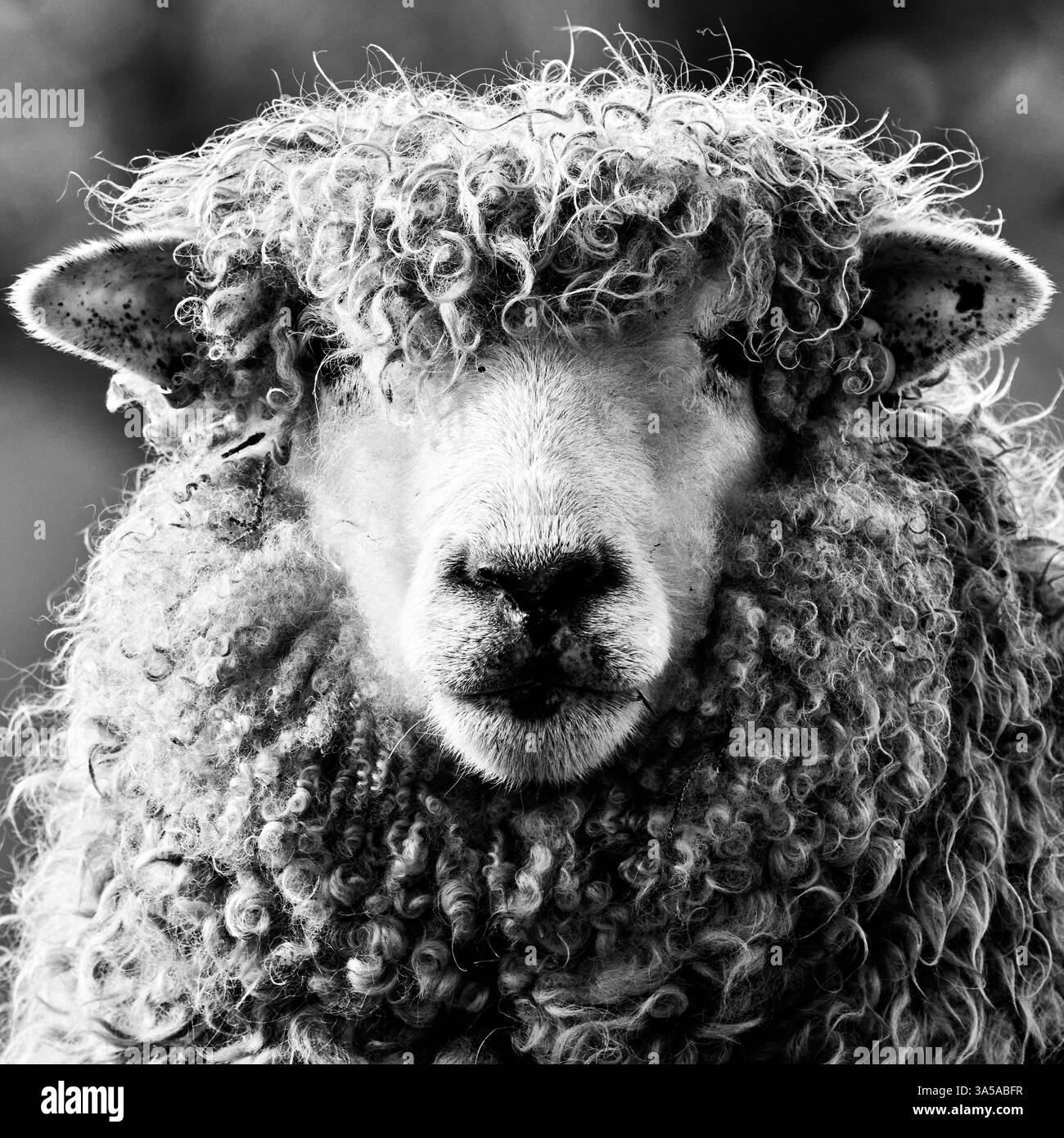 La pecora Lincoln Longwool è una razza grande e duplice, conosciuta per il suo feltro lungo e lucente e la struttura robusta. Originario dell'Inghilterra, è uno dei t Foto Stock