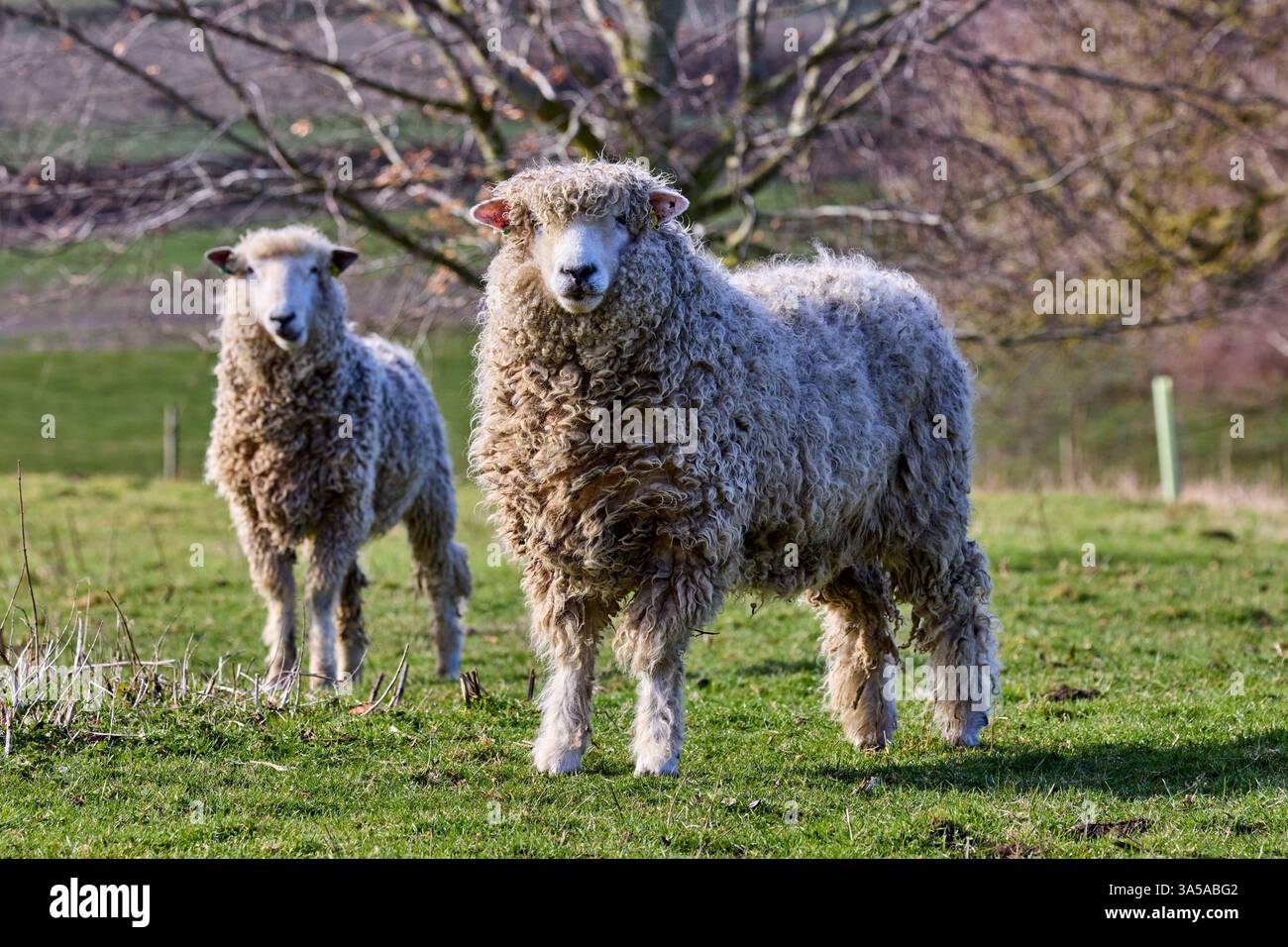 La pecora Lincoln Longwool è una razza grande e duplice, conosciuta per il suo feltro lungo e lucente e la struttura robusta. Originario dell'Inghilterra, è uno dei t Foto Stock