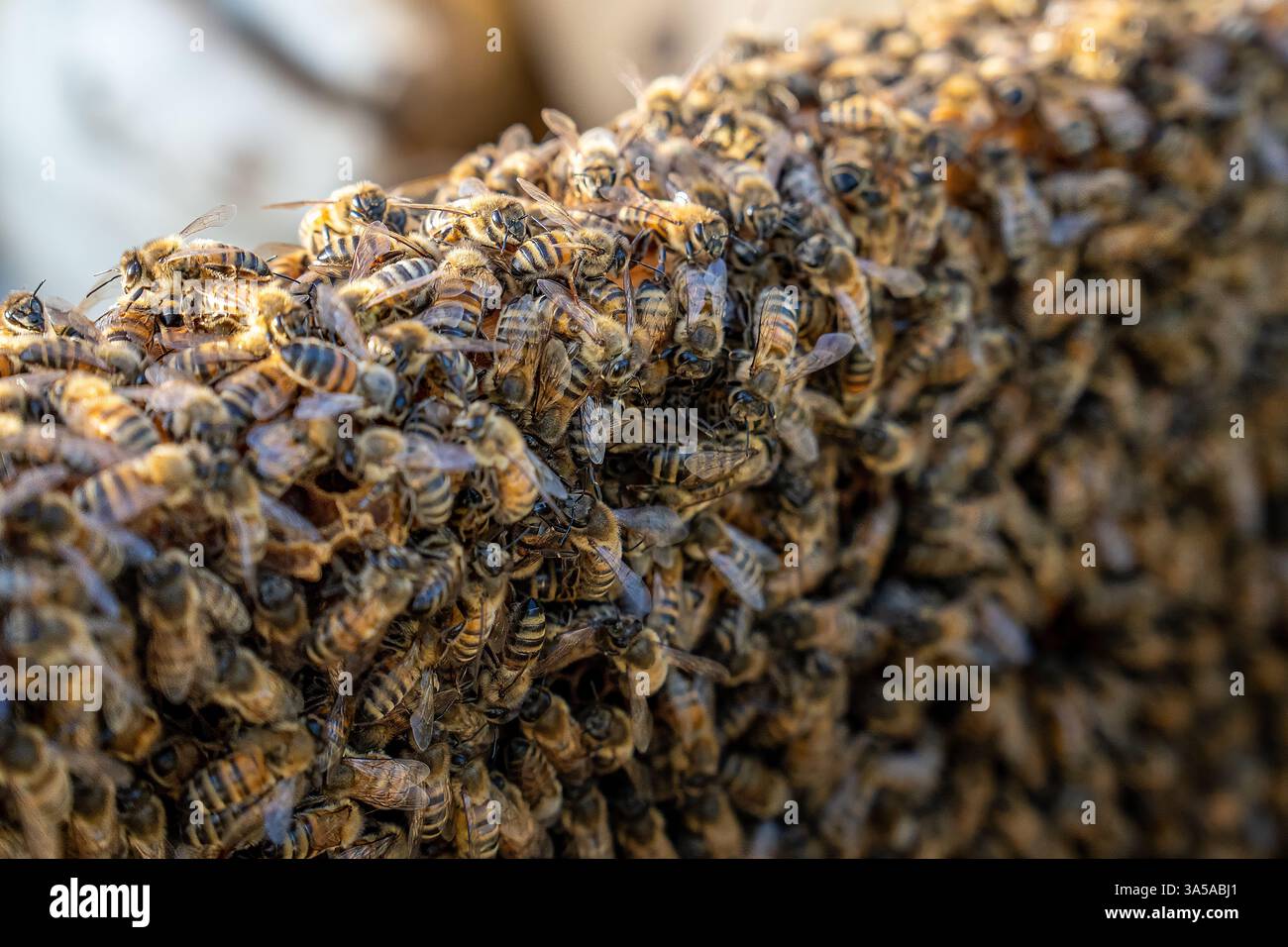 Primo piano di una densa colonia di api su un nido d'ape, evidenziando il lavoro di squadra, l'impollinazione e le dinamiche dell'ecosistema all'interno di un alveare naturale. Foto Stock
