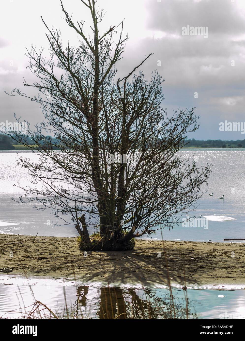 Sagoma di un piccolo albero sulla riva del Lough Neagh con un cielo scuro e lunare Foto Stock