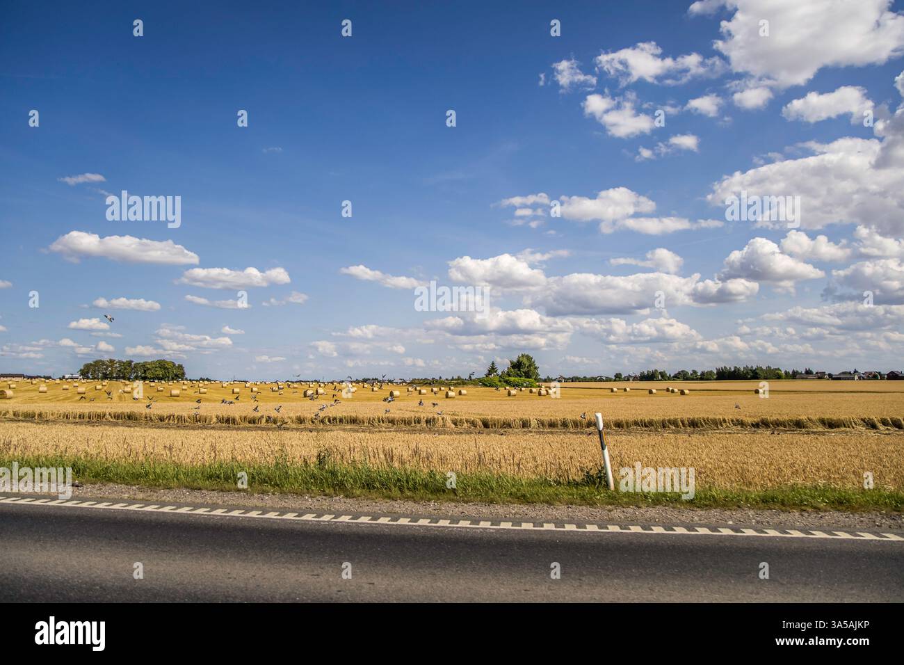 Balla di fieno. Agricoltura campo con sky. Natura rurale nei terreni agricoli. La paglia sul prato. Wheat Giallo golden raccolto in estate. Paesaggio naturale a l Foto Stock
