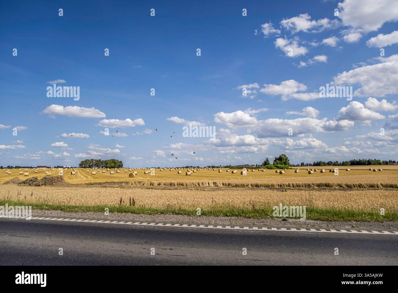 Balla di fieno. Agricoltura campo con sky. Natura rurale nei terreni agricoli. La paglia sul prato. Wheat Giallo golden raccolto in estate. Paesaggio naturale a l Foto Stock