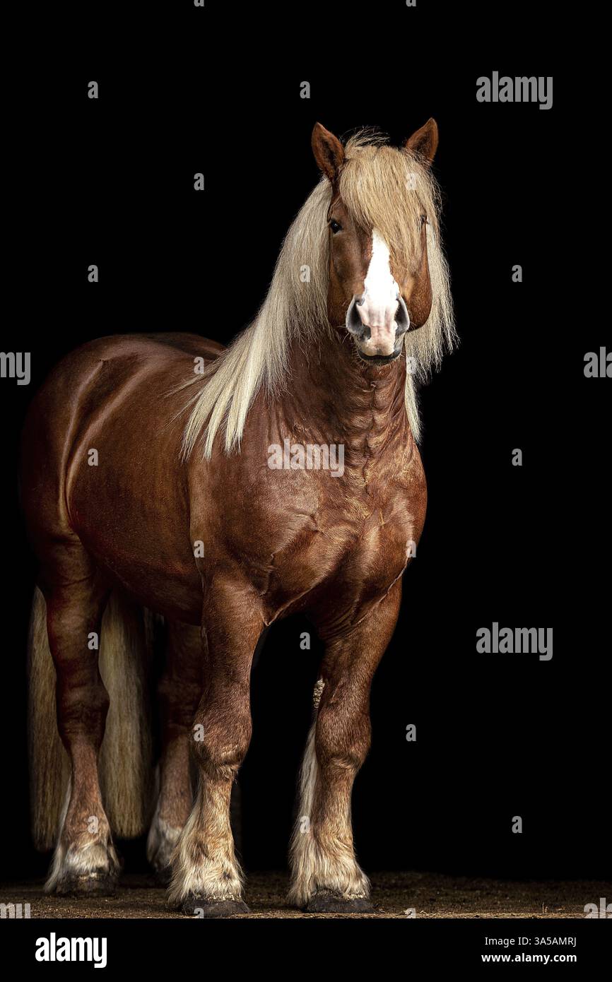 Percheron Foto Stock
