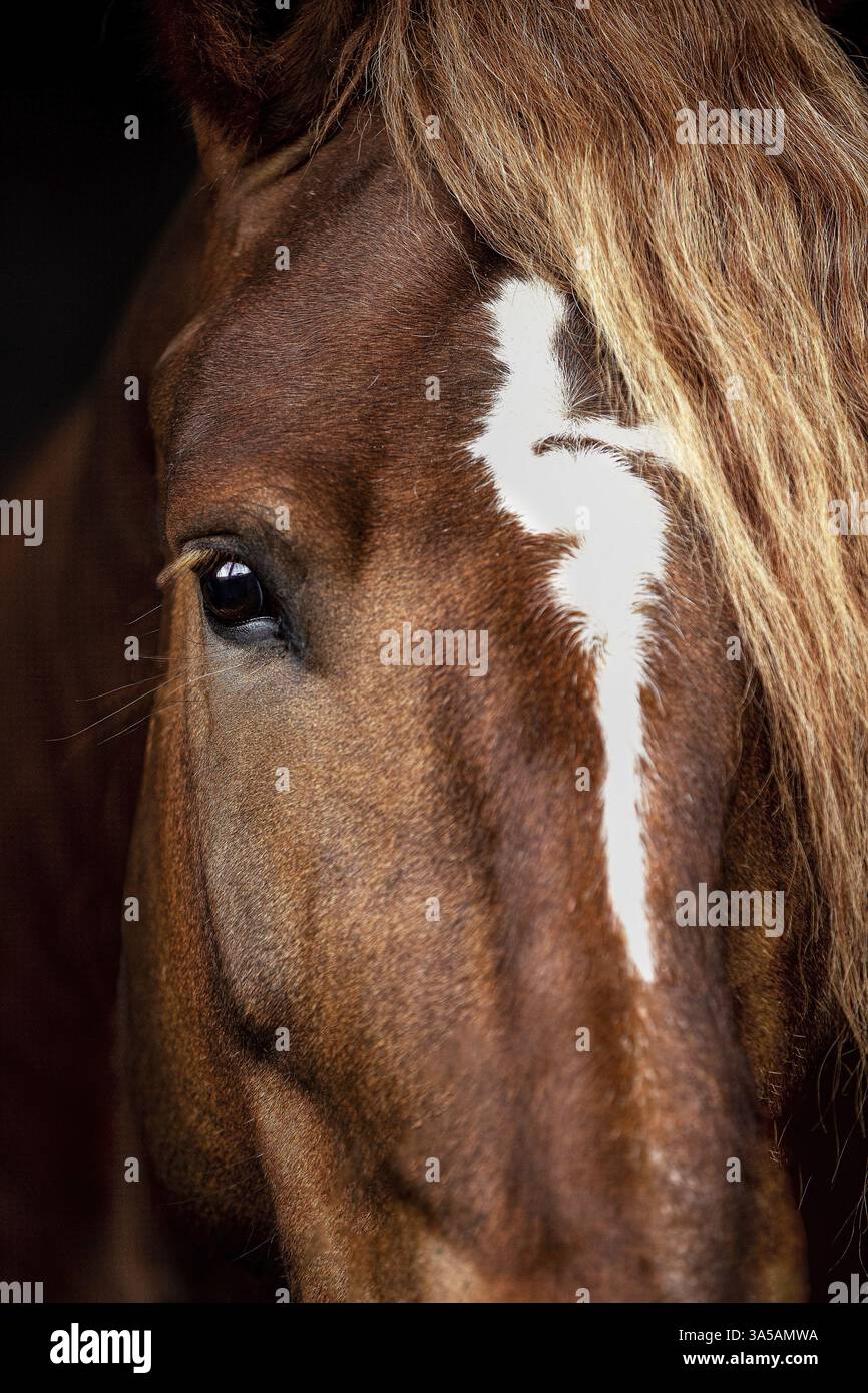 Percheron Foto Stock