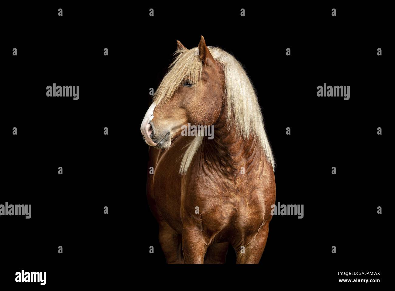 Percheron Foto Stock