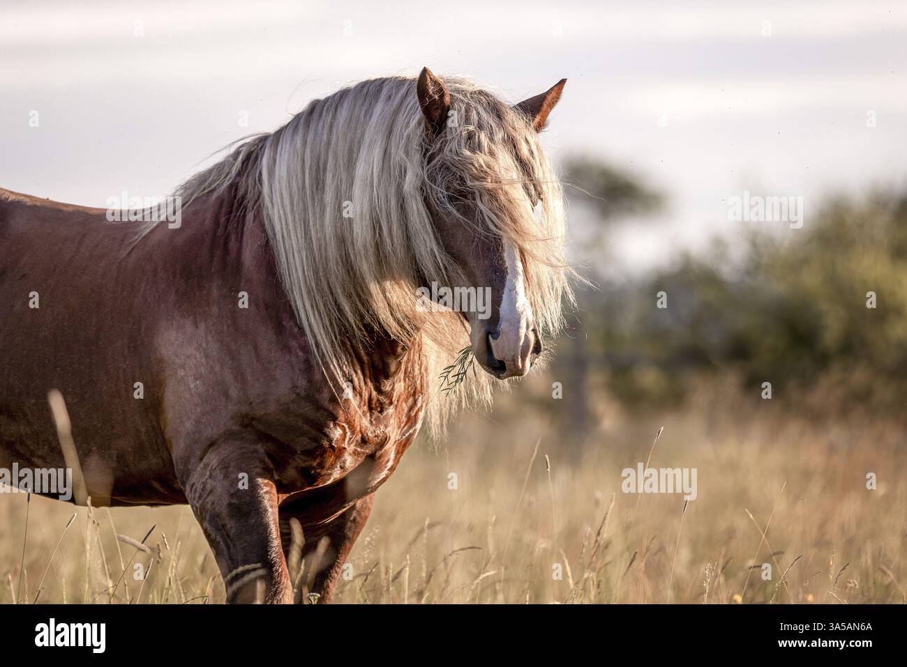 Percheron Foto Stock