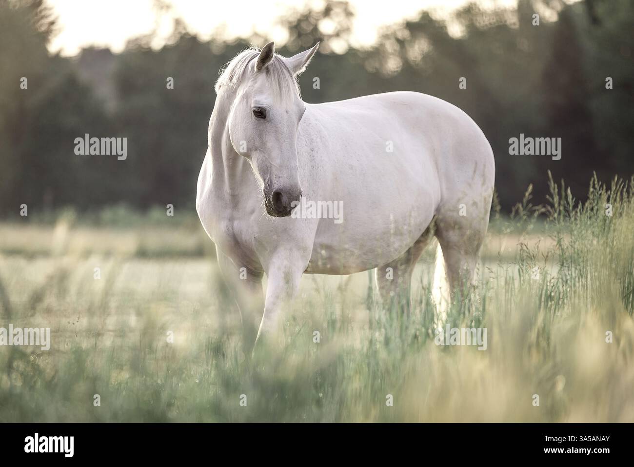 Irish Sport Horse Foto Stock