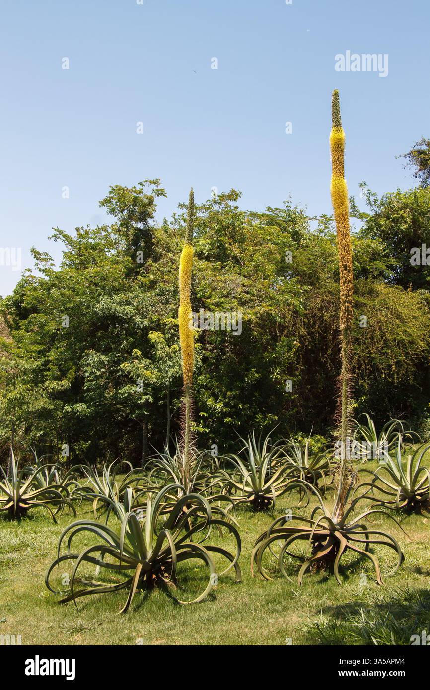 L'esotica agave di Octopus e la foresta tropicale, Inhotim, Minas Gerais, Brasile. Foto Stock