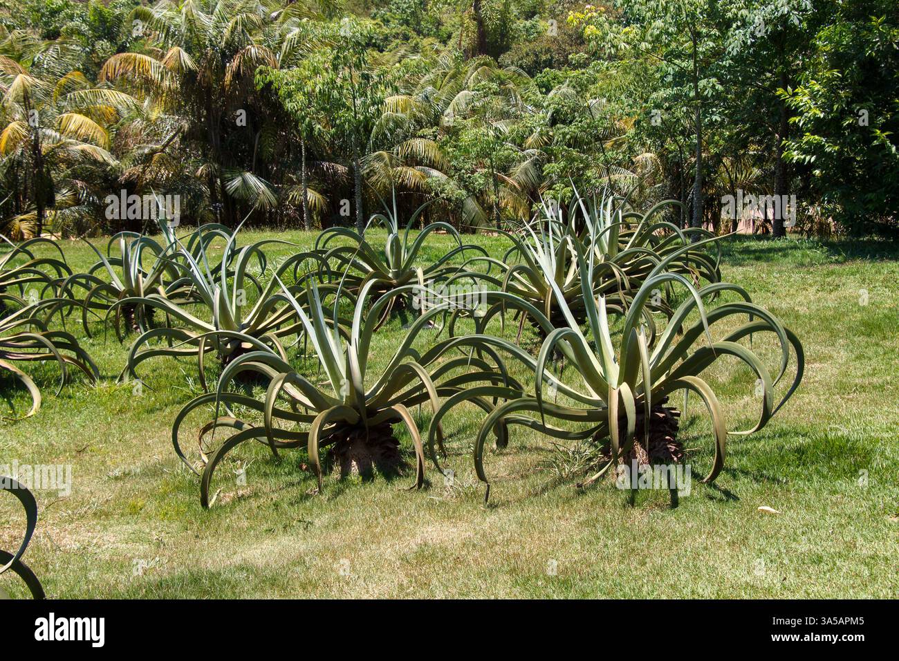 L'esotica agave di Octopus e la foresta tropicale, Inhotim, Minas Gerais, Brasile. Foto Stock